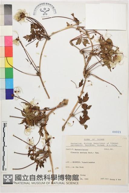 繡球藤藏品圖，第1張