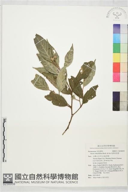 栓葉安息香藏品圖，第1張