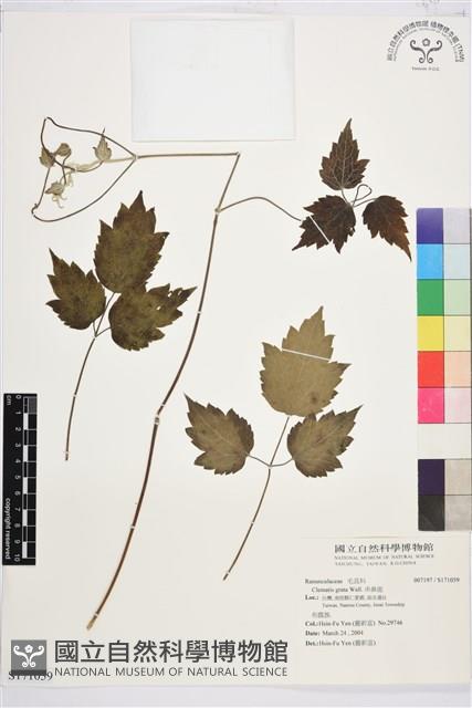 串鼻龍藏品圖，第1張