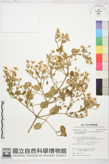 鵝鑾鼻鐵線蓮藏品圖，第1張