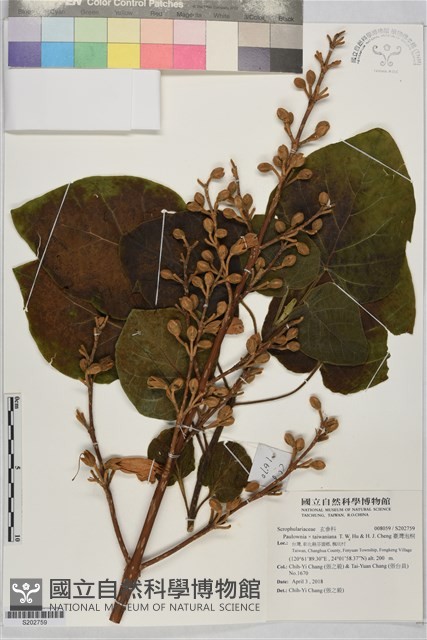臺灣泡桐藏品圖，第1張