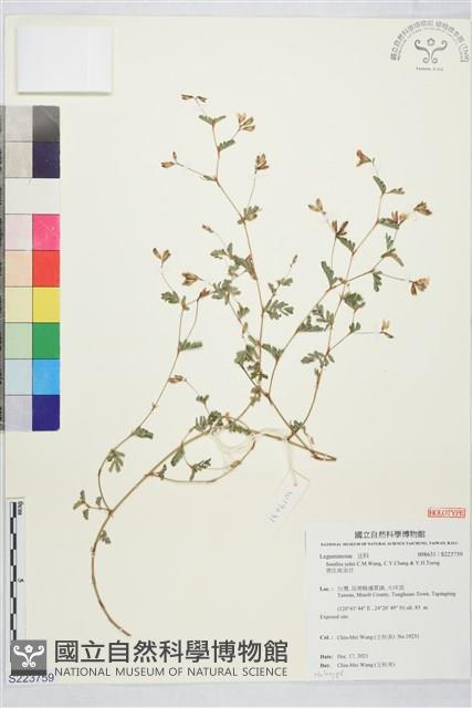 葉氏坡油甘藏品圖，第1張