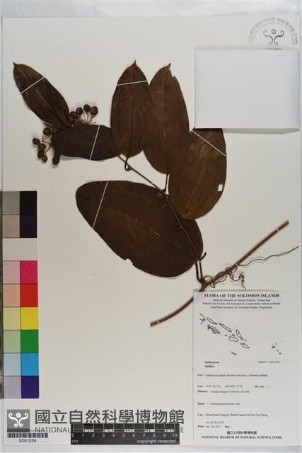 登錄號:S201259藏品圖，第1張