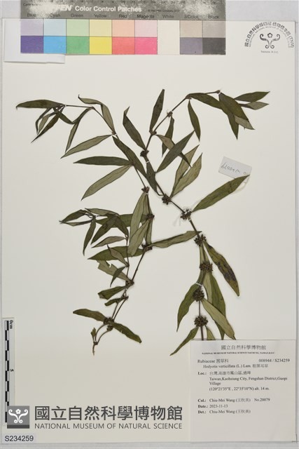 粗葉耳草藏品圖，第1張