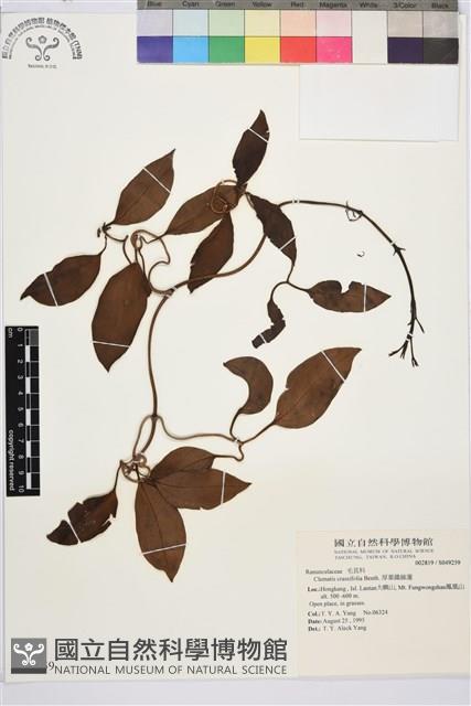 厚葉鐵線蓮藏品圖，第1張