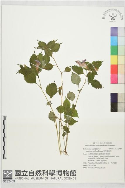 紫花鳳仙花藏品圖，第1張