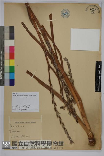 田蔥藏品圖，第1張