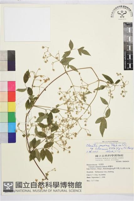 梨山小蓑衣藤藏品圖，第1張