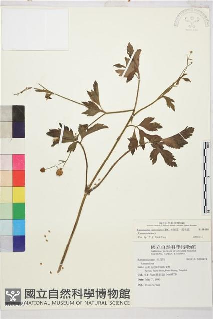 水辣菜、禺毛茛藏品圖，第1張