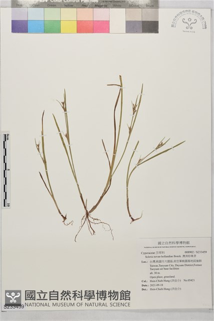 澳洲珍珠茅藏品圖，第1張