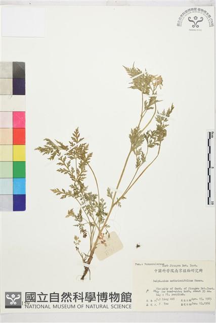 還亮草藏品圖，第1張