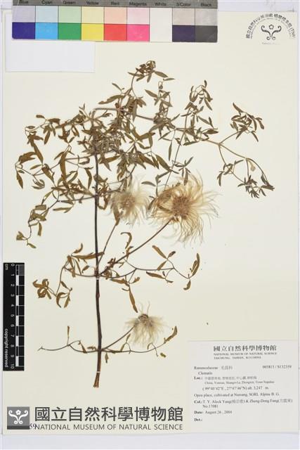 登錄號:S132359藏品圖，第1張