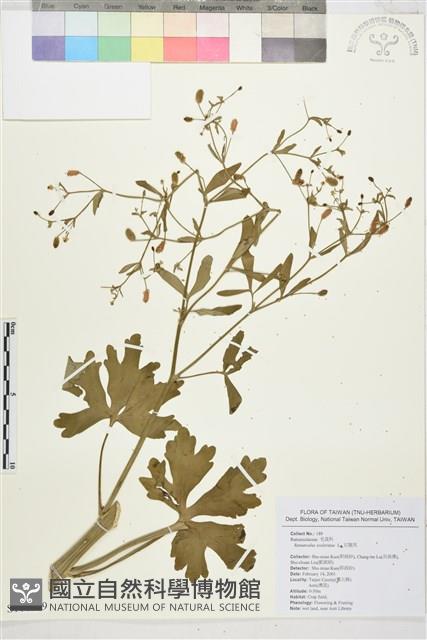 石龍芮藏品圖，第1張