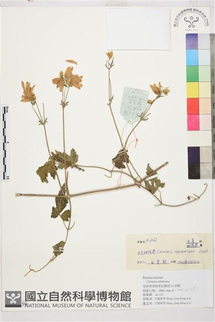 長花鐵線蓮藏品圖，第1張