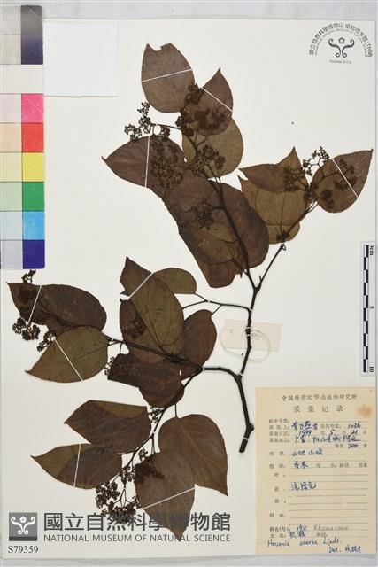 拐棗、枳椇藏品圖，第1張