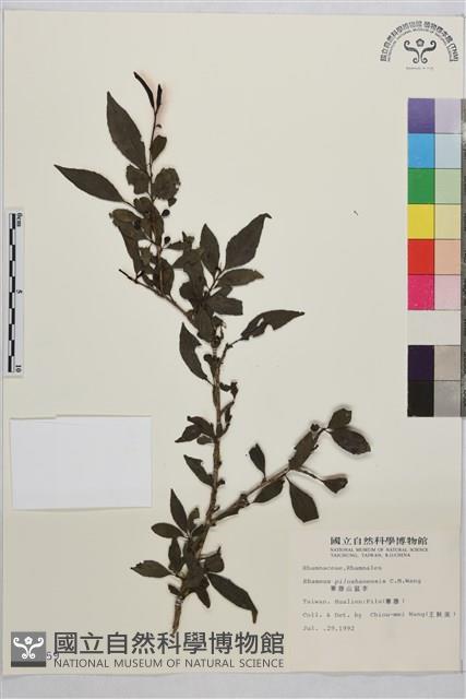 畢祿山鼠李藏品圖，第1張