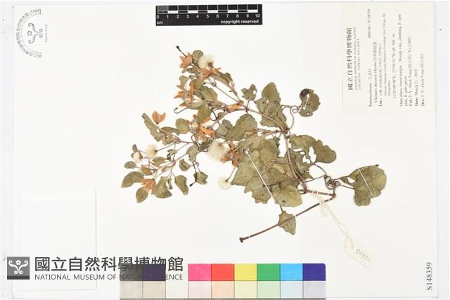 屏東鐵線蓮藏品圖，第1張