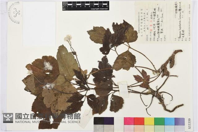 打破碗花花藏品圖，第1張