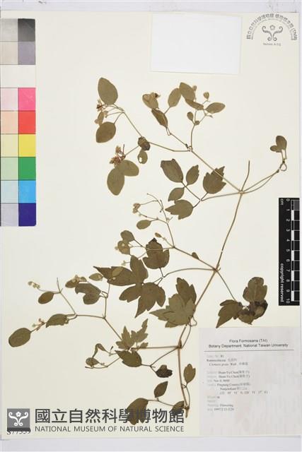 串鼻龍藏品圖，第1張