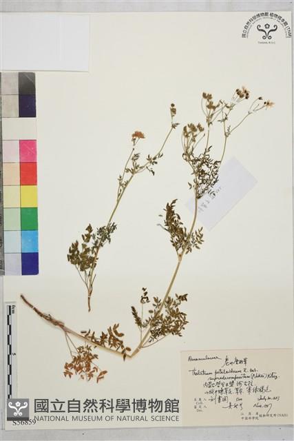 狹裂瓣蕊唐松草藏品圖，第1張