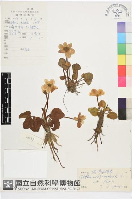 花葶驢蹄草藏品圖，第1張