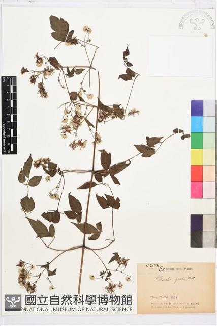 串鼻龍藏品圖，第1張