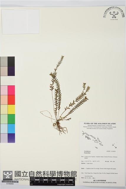 登錄號:S195859藏品圖，第1張