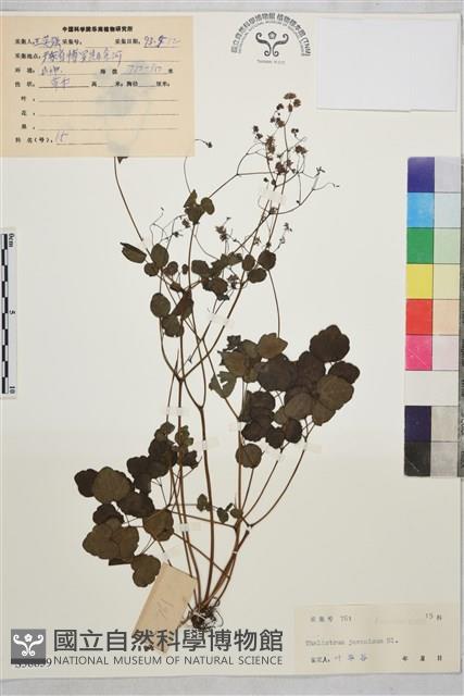 爪哇唐松草藏品圖，第1張