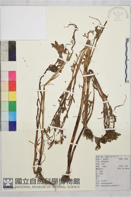 石龍芮藏品圖，第1張