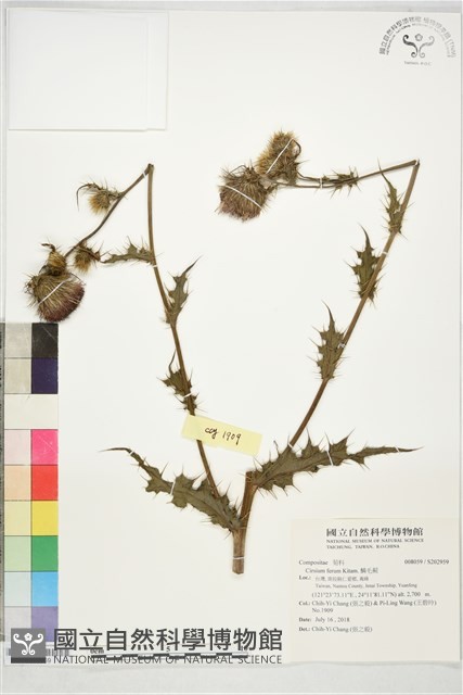 鱗毛薊藏品圖，第1張