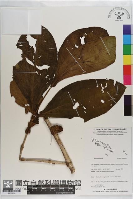 登錄號:S200959藏品圖，第1張