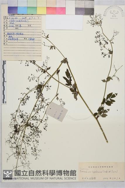 東亞唐松草藏品圖，第1張