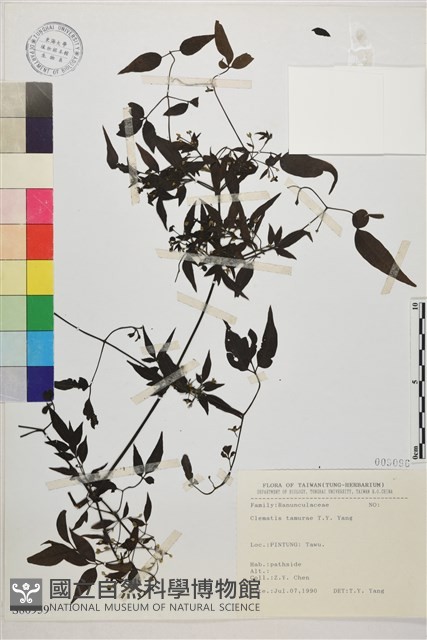 田村氏鐵線蓮藏品圖，第1張