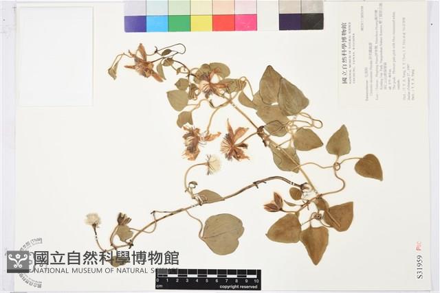 屏東鐵線蓮藏品圖，第2張