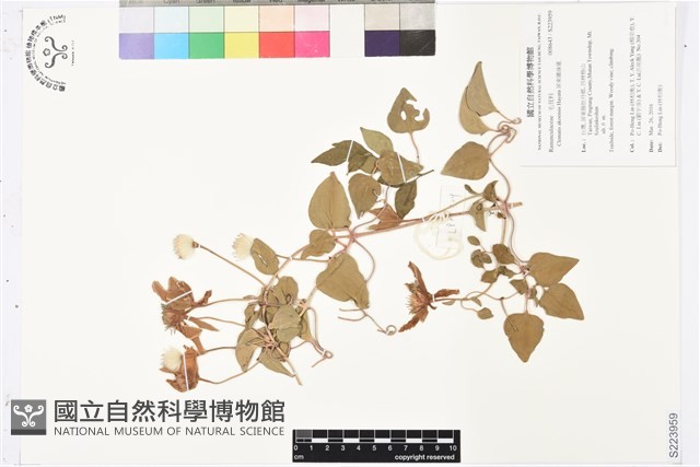 屏東鐵線蓮藏品圖，第1張