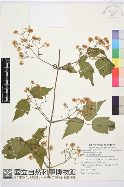 串鼻龍藏品圖，第1張