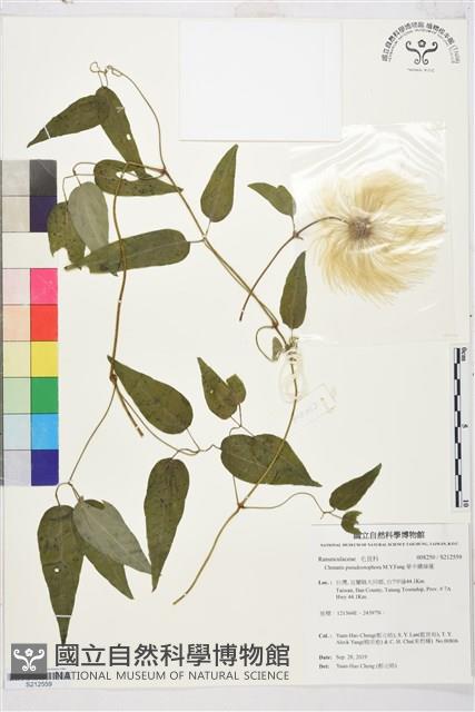 華中鐵線蓮藏品圖，第1張