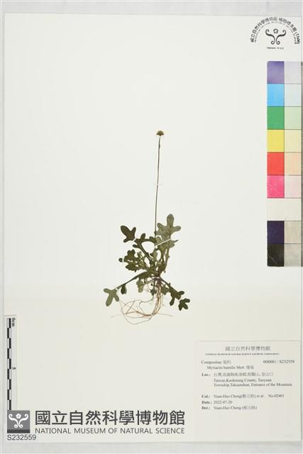 矮菊藏品圖，第1張