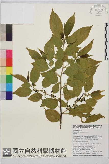 桶鉤藤藏品圖，第1張