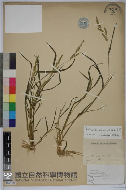 芒稷、芒稗藏品圖，第1張