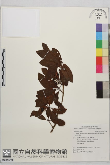 鐵釘樹、脈葉釣樟、紅果釣樟藏品圖，第1張
