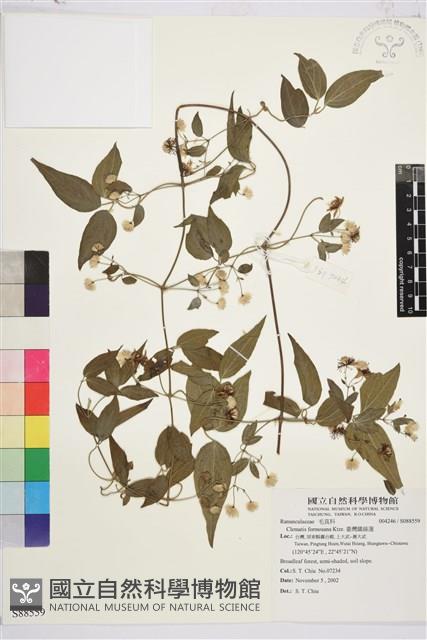 臺灣鐵線蓮藏品圖，第2張