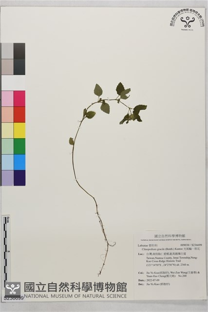 光風輪、塔花藏品圖，第1張