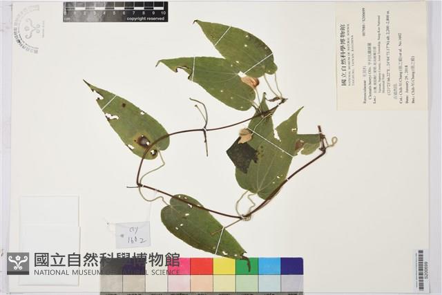 亨利氏鐵線蓮藏品圖，第1張