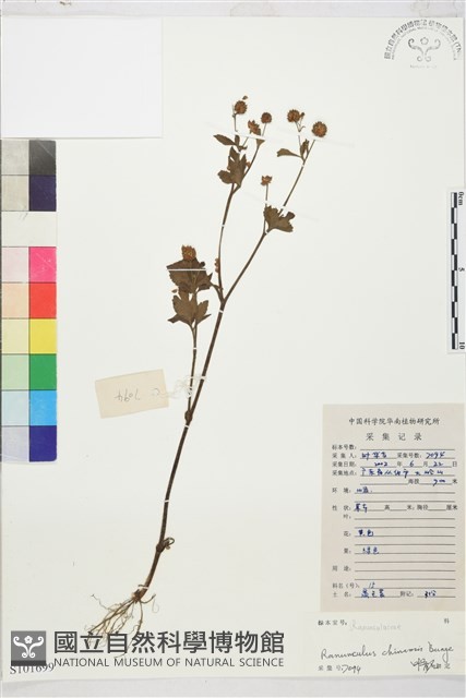 茴茴蒜藏品圖，第1張