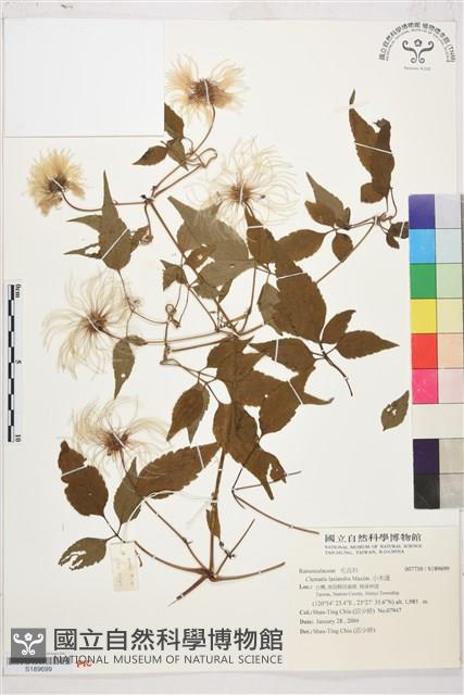 小木通藏品圖，第1張