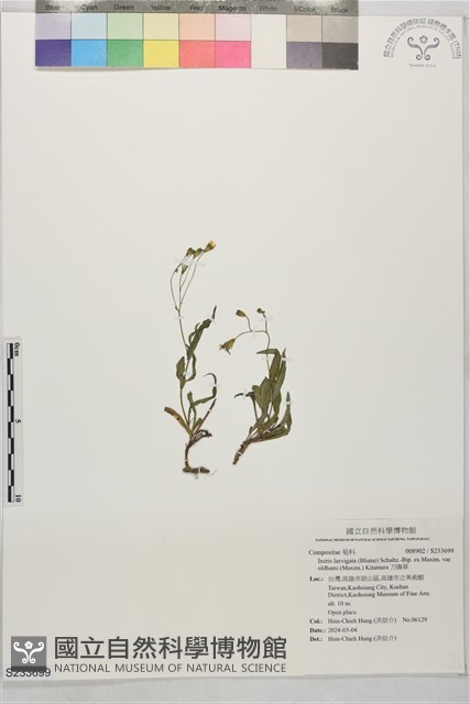 刀傷草藏品圖，第1張
