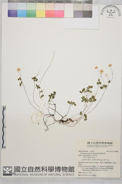 傅氏唐松草藏品圖，第1張