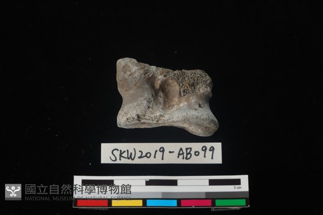 獸骨藏品圖，第1張