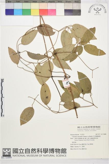 柱果鐵線蓮藏品圖，第1張